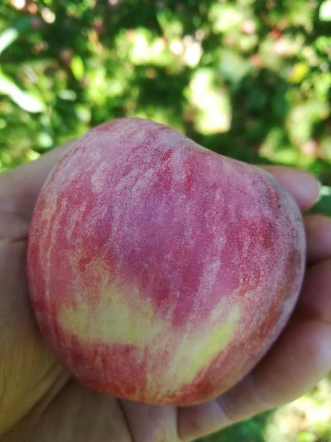 Ruralna Kuca Za Odmor Pozojova Hiza - Rural Holiday House Lopatinec Eksteriør bilde